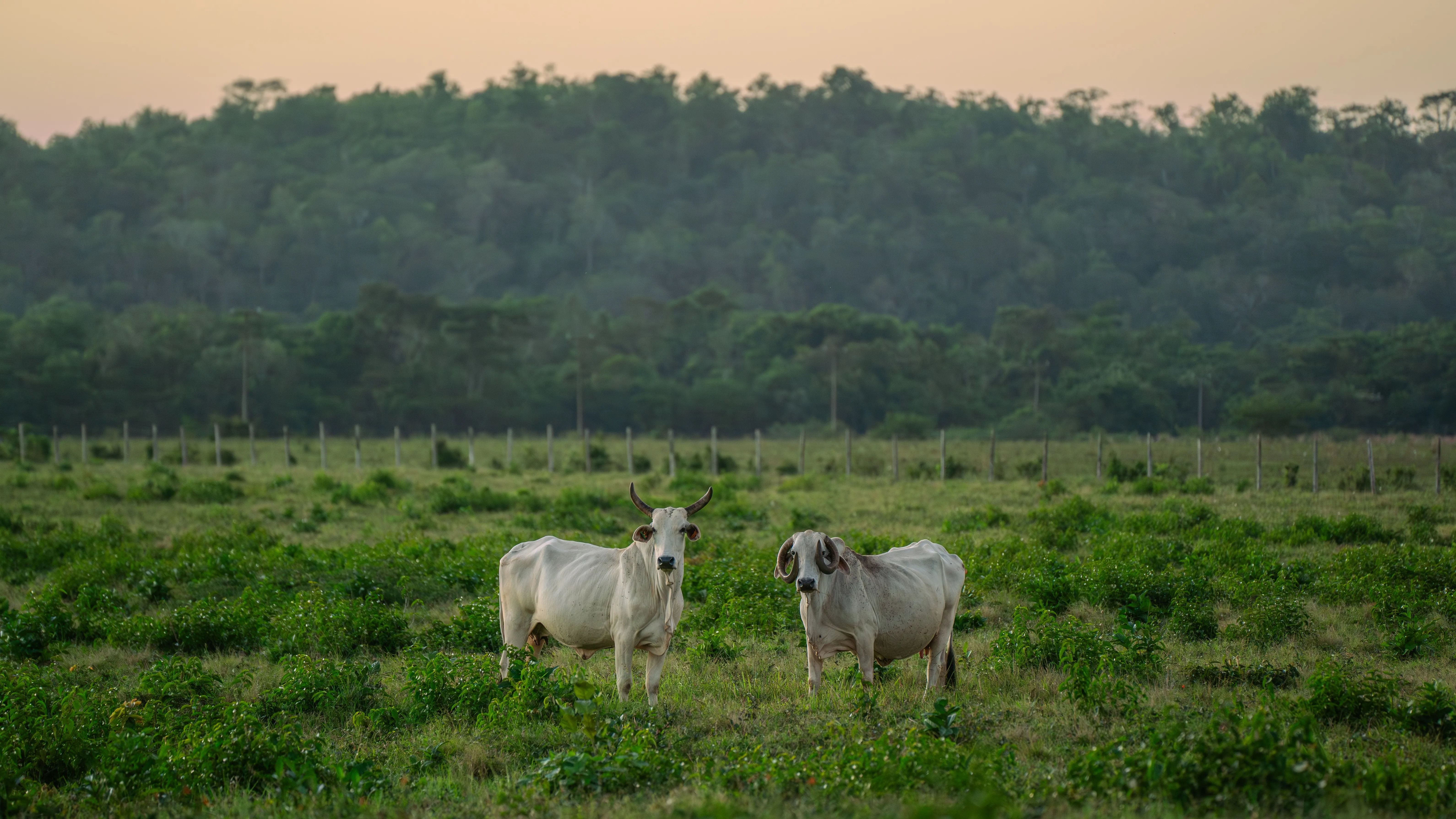 Ветеринарное ОПГ раскрыли в ЗКО фото на taspanews.kz от 16 апреля 2026 11:51