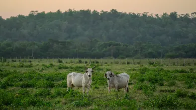 Ветеринарное ОПГ раскрыли в ЗКО