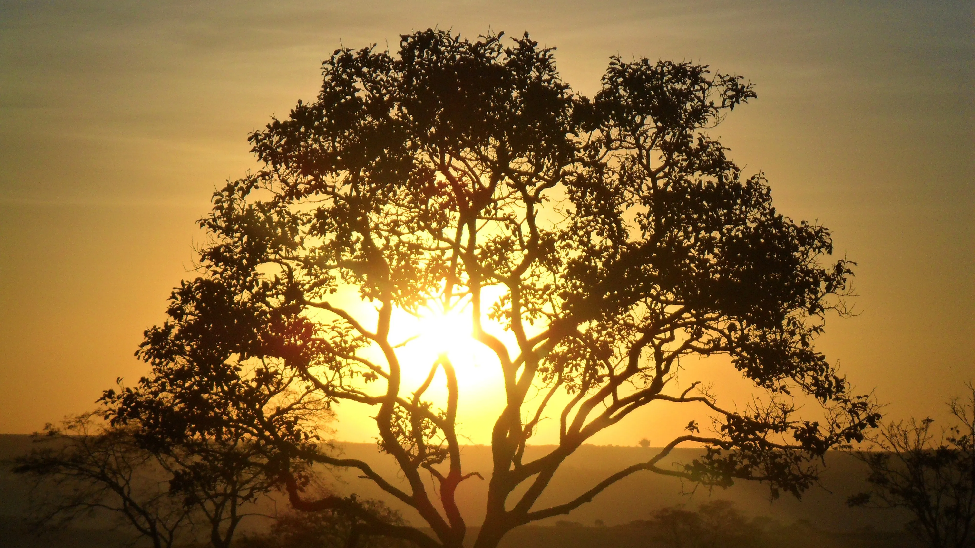 В Алматы рухнувшее дерево парализовало движение на дороге фото на taspanews.kz от 16 апреля 2026 15:10