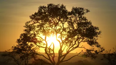 В Алматы рухнувшее дерево парализовало движение на дороге