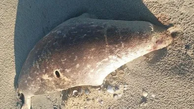 Почти 100 тюленей погибли в Мангистауской области