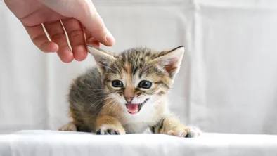 В области Абай котенка заморозили, а потом постирали в машинке: заявление полиции