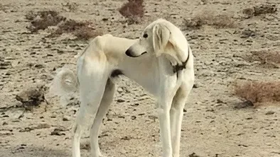 День казахского тазы появится в Казахстане