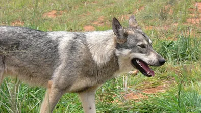 В Минздраве предупредили казахстанцев об опасности бешенства
