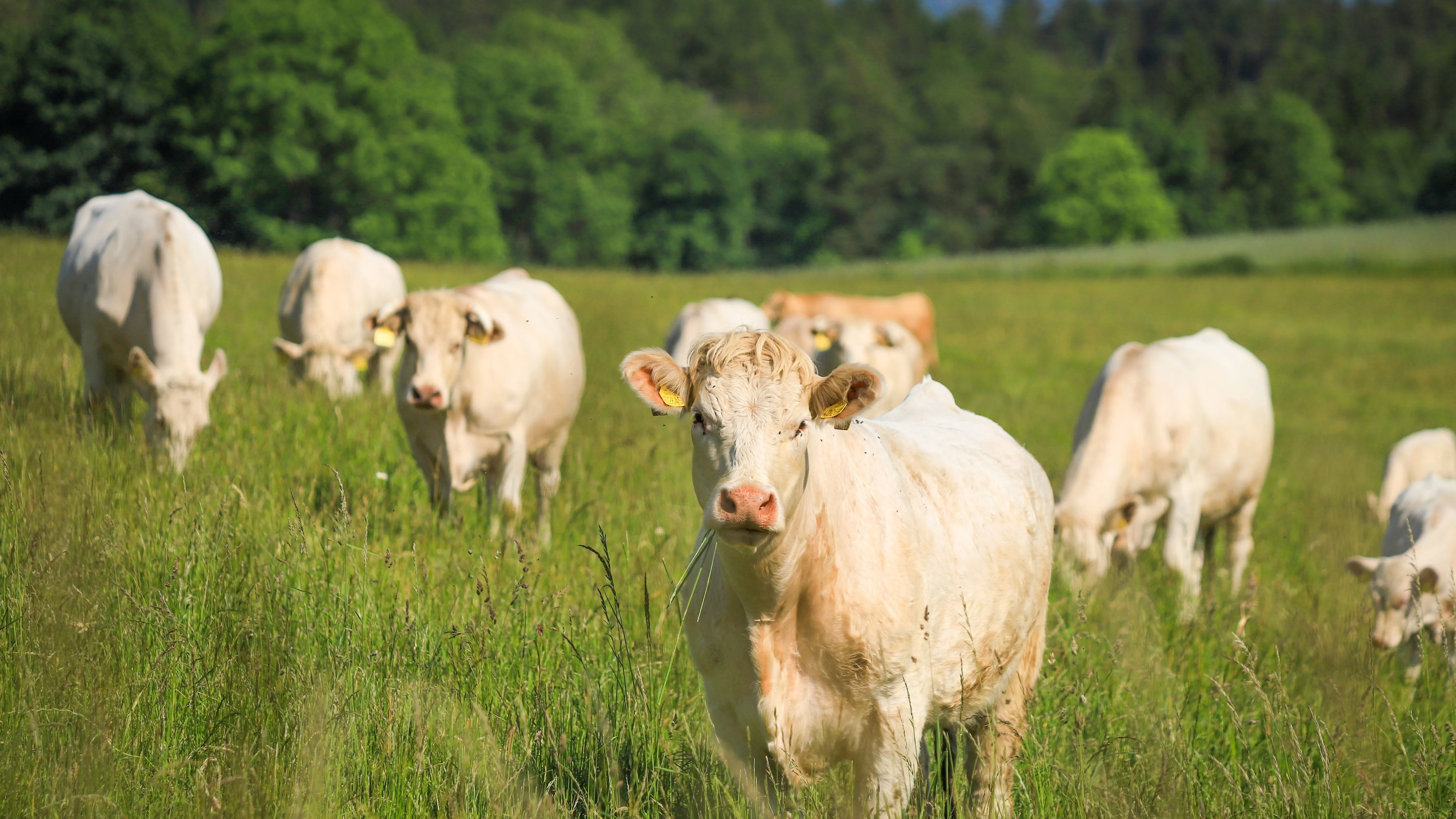 В Абайской области раскрыли аферу на 211 млн тенге фото на taspanews.kz от 23 апреля 2026 09:35