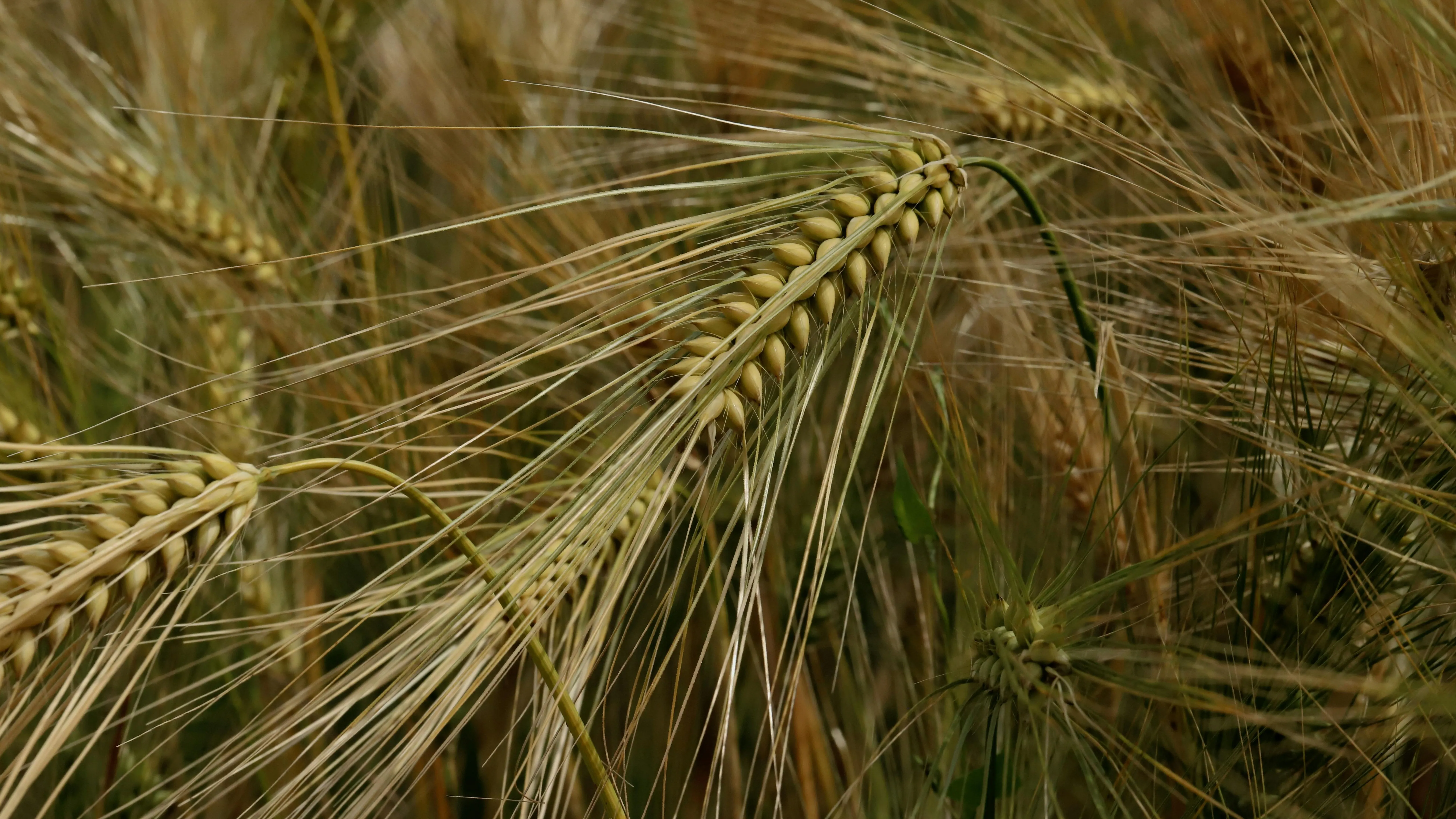 Из России в Казахстан завезли крупную партию зараженного ячменя фото на taspanews.kz от 27 апреля 2026 14:28