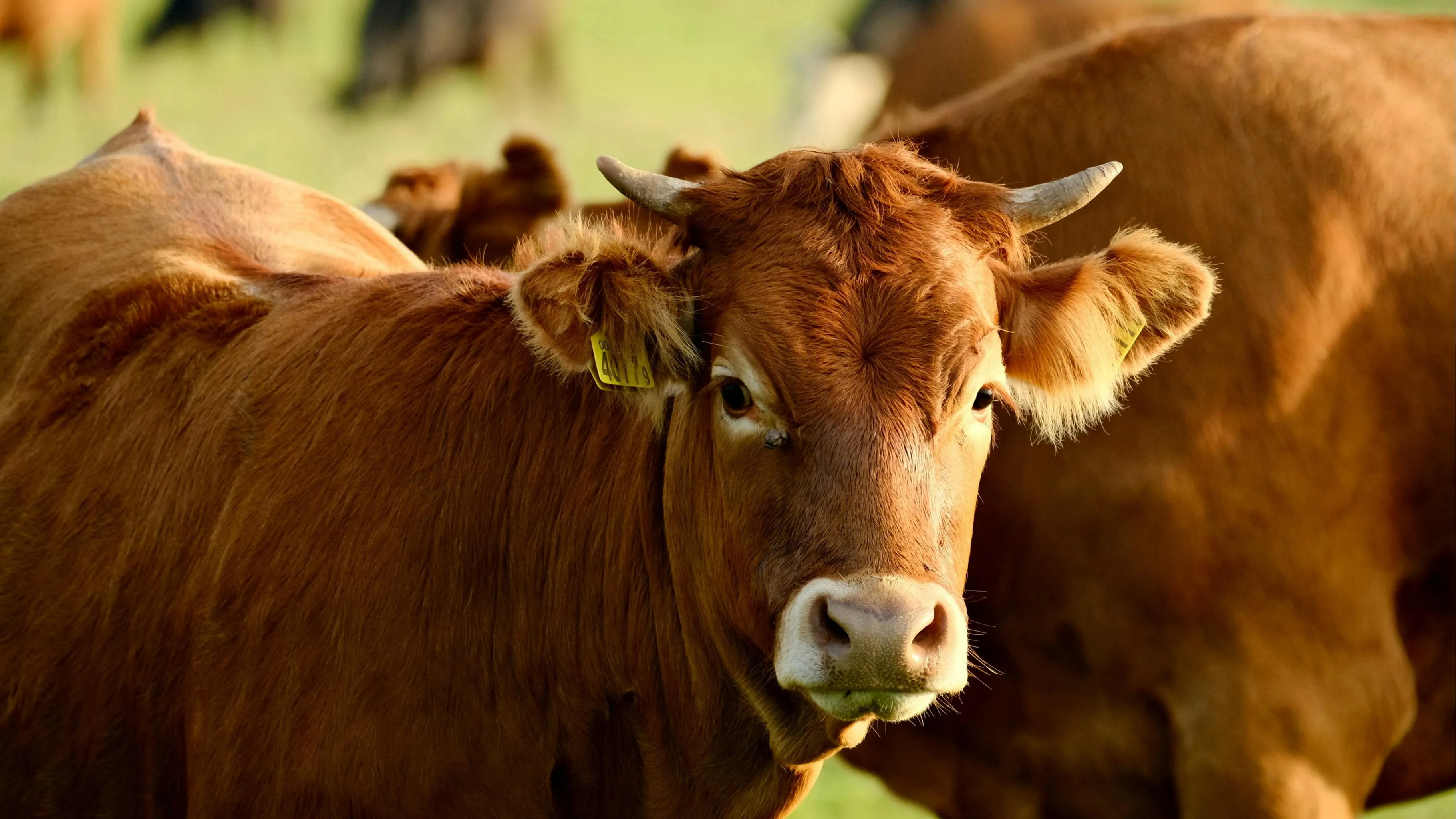 Группу скотокрадов задержали в Алматинской области фото на taspanews.kz от 28 апреля 2026 10:51