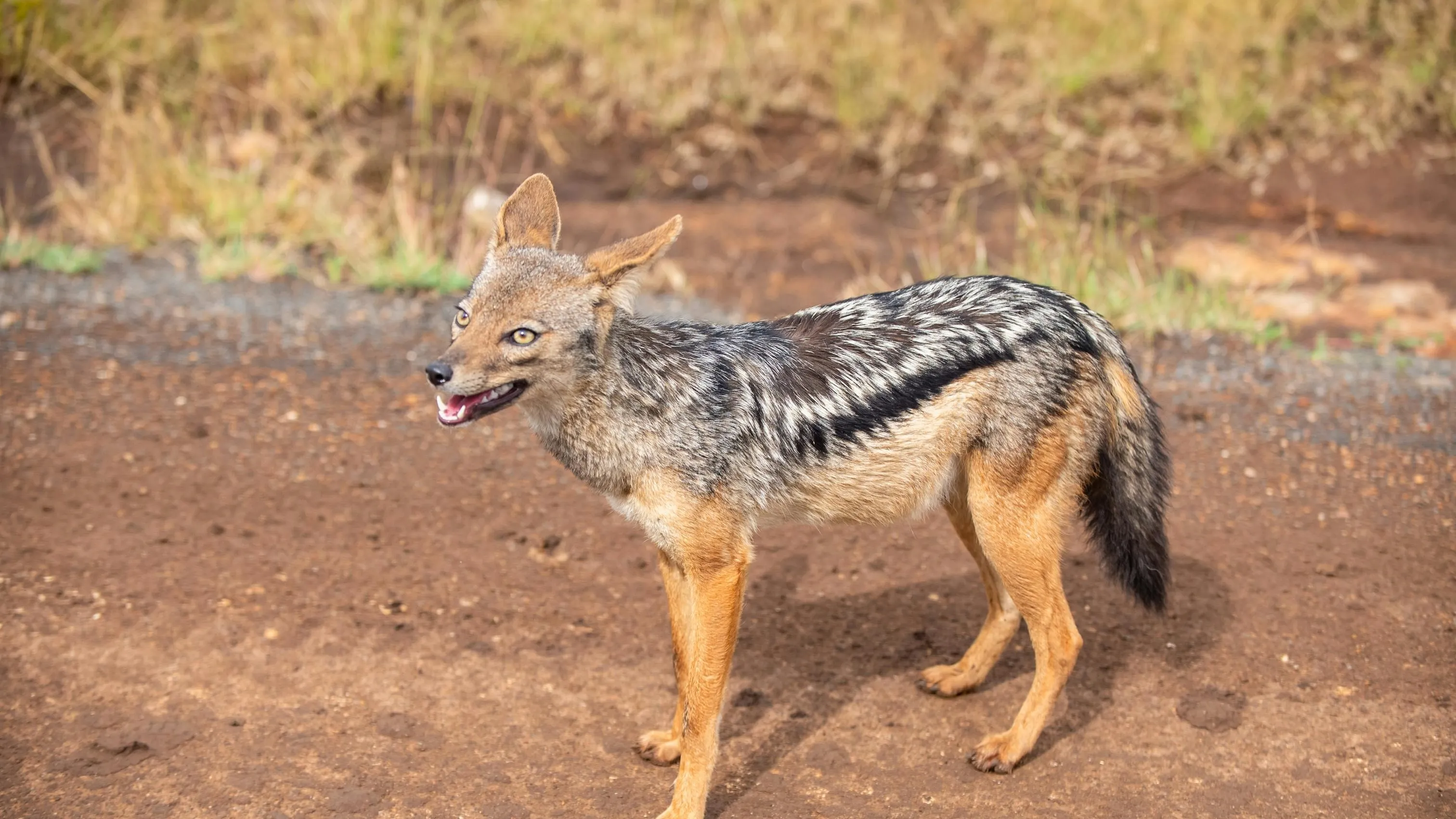 Нападение шакала произошло в Туркестанской области фото на taspanews.kz от 28 апреля 2026 17:14
