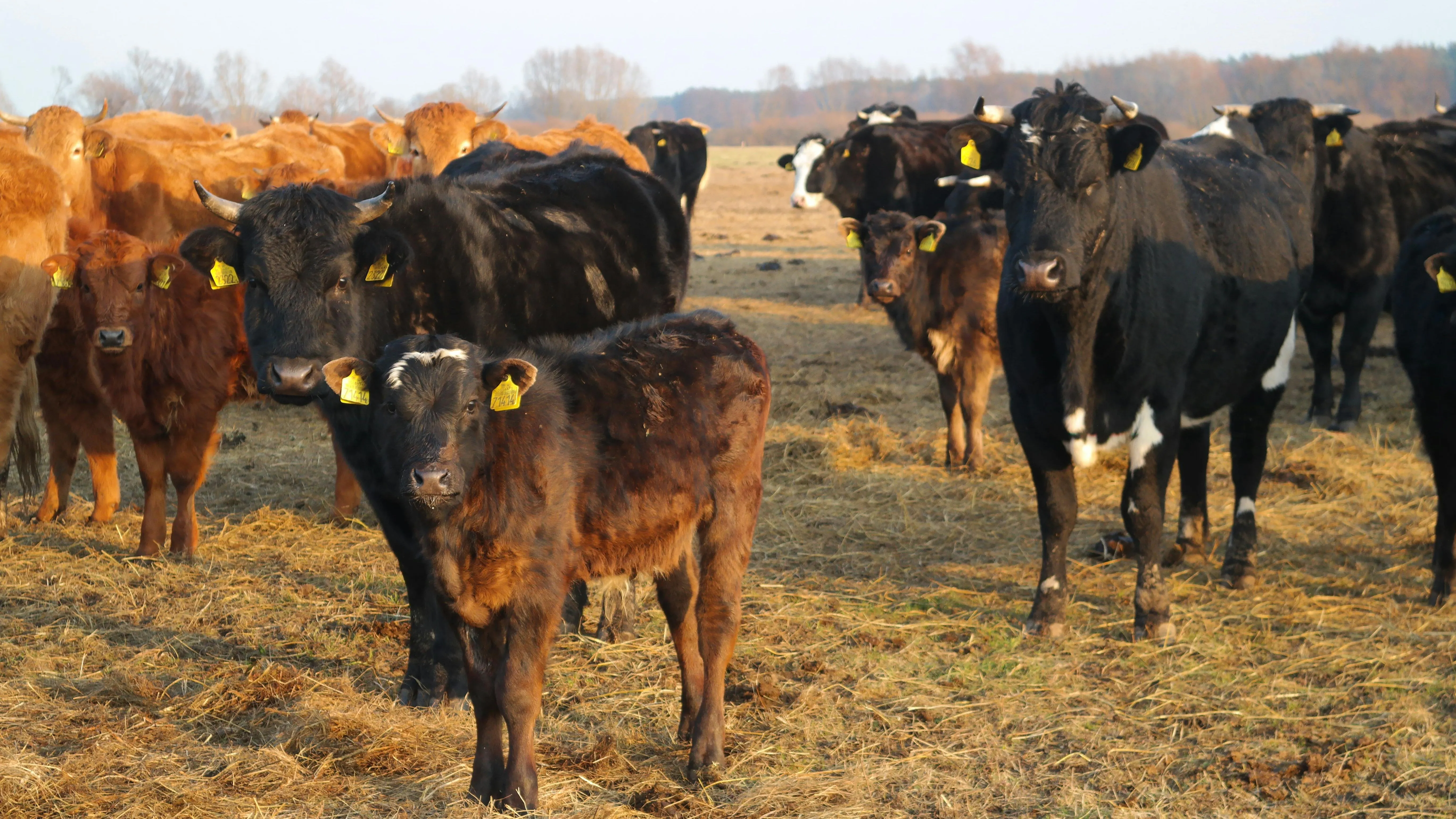 Скот массово гибнет в ЗКО фото на taspanews.kz от 29 апреля 2026 08:58