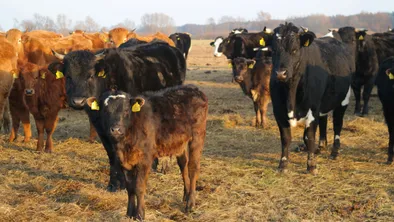 Скот массово гибнет в ЗКО