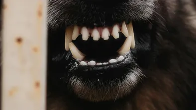 В одном из сел СКО ввели карантин из-за бешеной собаки