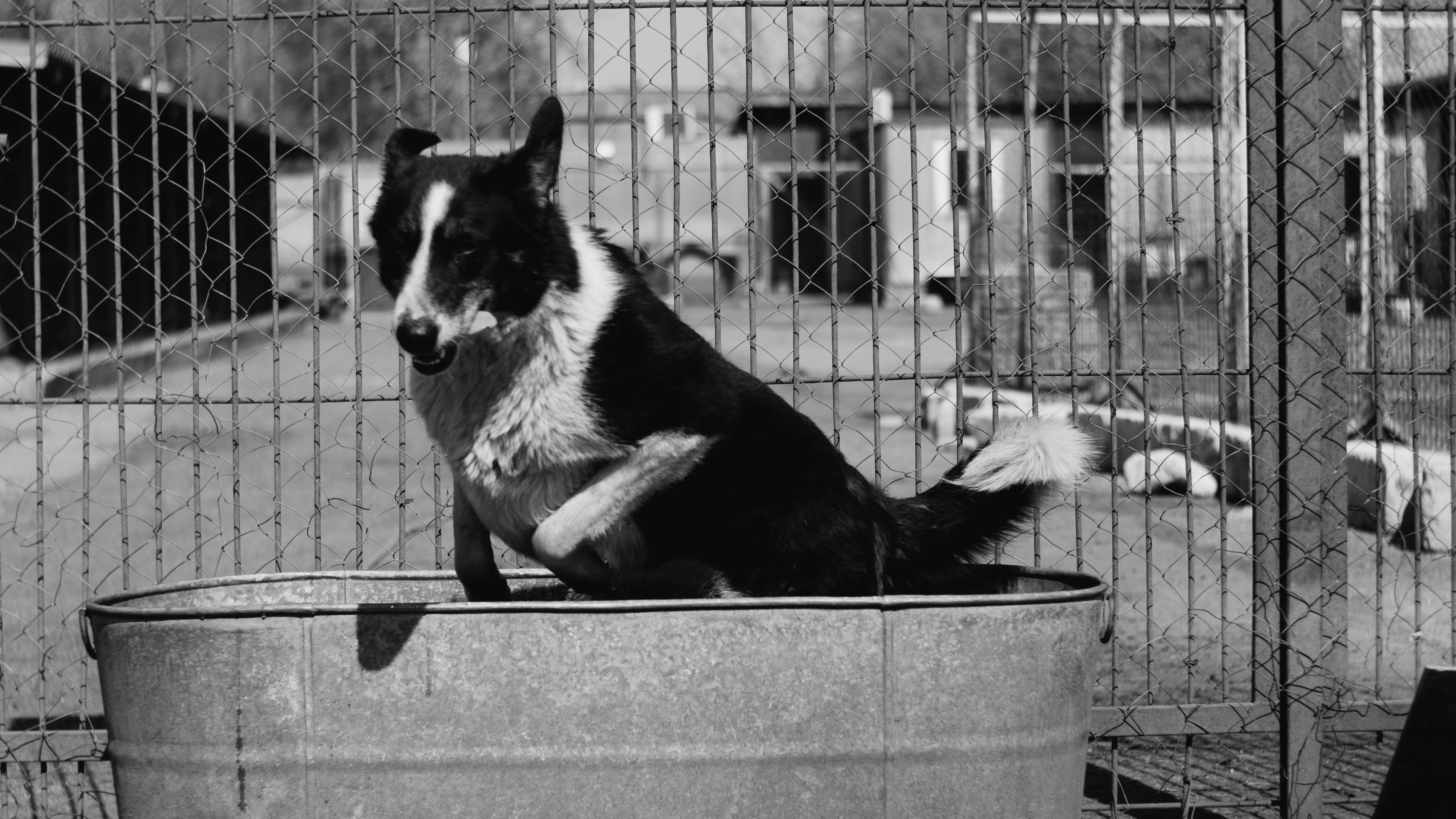 Закон об эвтаназии животных вернули обратно в Мажилис на доработку фото на taspanews.kz от 30 апреля 2026 11:02