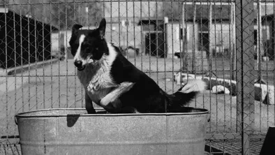 Закон об эвтаназии животных вернули обратно в Мажилис на доработку