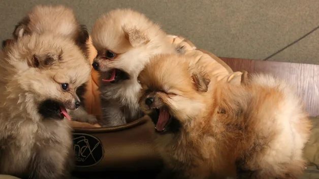 Депутаты предложили усилить ответственность за жестокое обращение с животными