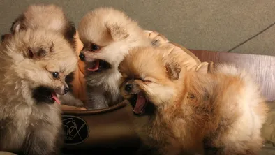 Депутаты предложили усилить ответственность за жестокое обращение с животными