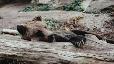 Медведь хотел пробраться в дом в Жетiсу