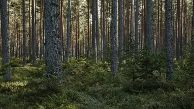 Незаконную добычу полезных ископаемых раскрыли в области Абай