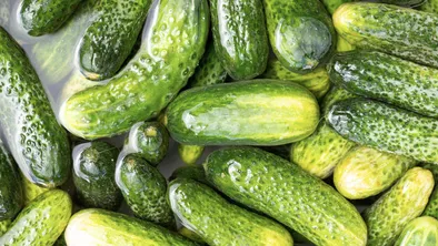 Большую партию огурцов вернули в Россию: продукция не прошла карантинный надзор