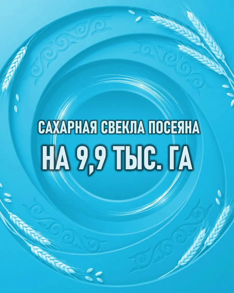 Жамбылская область увеличила посевы сахарной свёклы до 9,9 тыс. га