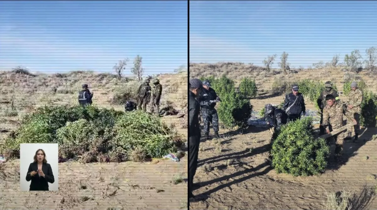 Полицейские ликвидировали тайную плантацию конопли рядом с Таразом