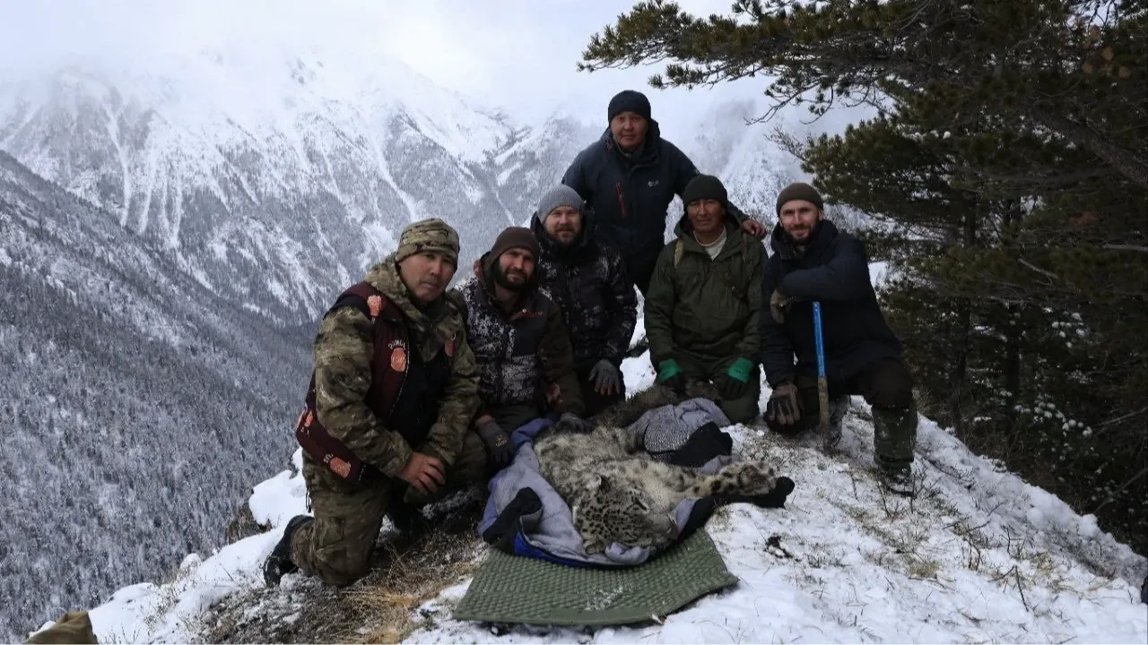 Снежному барсу установили спутниковый ошейник в Южном Алтае и дали имя